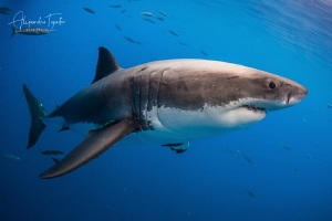 White Shark Atack, Isla Guadalupe México by Alejandro Topete 